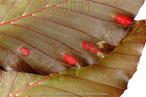 Gall Mite Stock Photo Minden Pictures