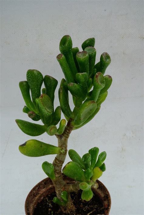 Crassula Ovata Gollum Succulente Etsy