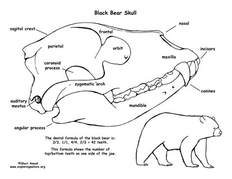 Grizzly Bear Skeleton Diagram