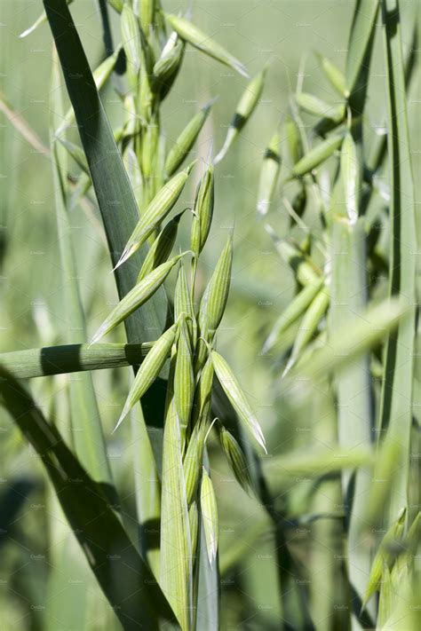 Green plants oats containing green, plants, and oats | Food Images ...