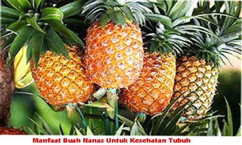 Manfaat Buah Nanas Untuk Kesehatan Tubuh | Tips Kesehatan