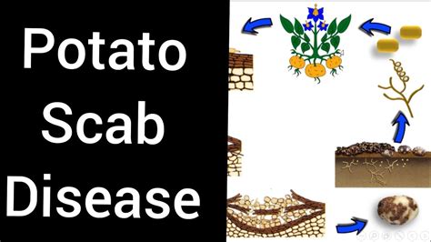 Potato Scab Disease Disease Cycle Plant Pathology YouTube