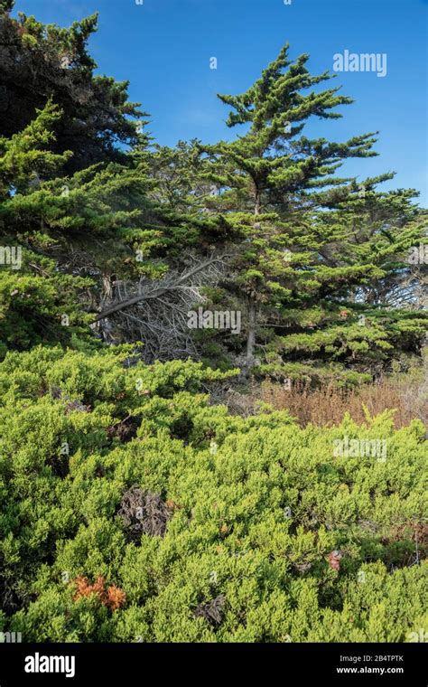 Monterey Cypress Hesperocyparis Macrocarpa Trees On Point Lobos One