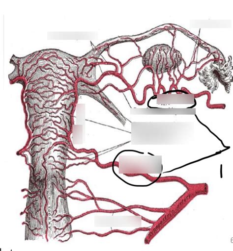 Uterus Diagram Diagram Quizlet