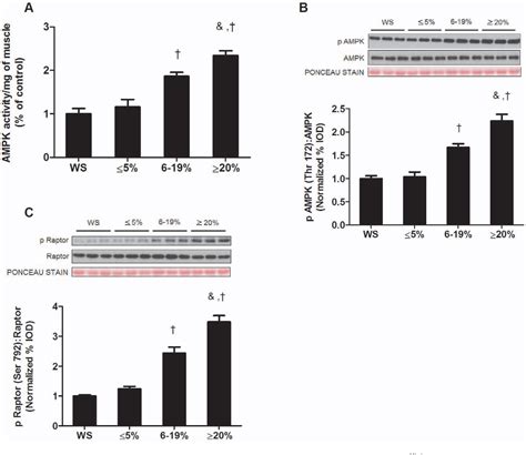 Table 1 From The Regulation Of Skeletal Muscle Protein Turnover During