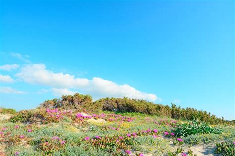 Flores rosadas en dunas verdes en platamona cerdeña Foto Premium