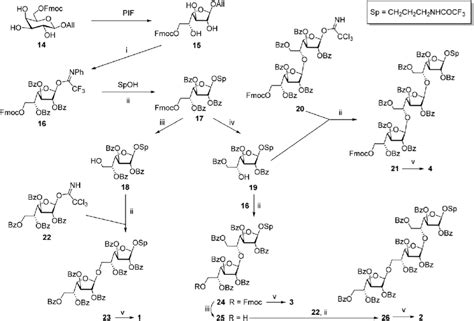 Scheme 1 Synthesis of the model oligosaccharides 1-4. Reagents and ...