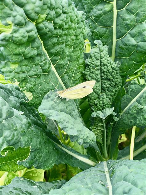 Cabbage Moths Are Responsible For A Lot Of Damage To Our Cabbage