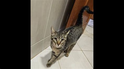 Gato Nescau Desapareceu No Bairro Parque Verde CGN O Maior Portal