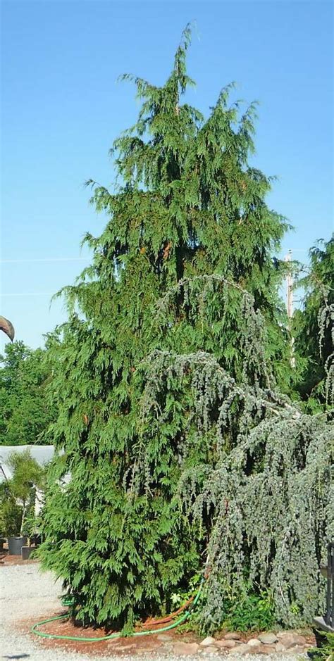 Weeping Alaskan Cedar Weeping Alaskan Cedar Backyard Garden Alaskan