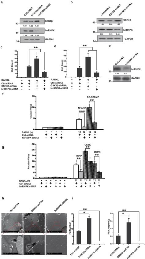 Hnrnpk Is Essential For The Rankl Induced Osteoclast Differentiation