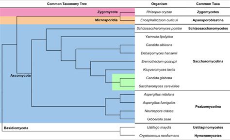 Common Taxonomy Tree Depicting The Evolutionary Relationship Of The