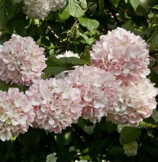 Viburnum plicatum - how to care for and prune a Japanese snowball shrub