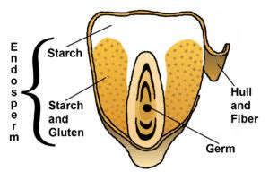 Products | Corn Refiners Association