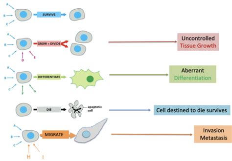 L19 Cell Signaling II Flashcards Quizlet