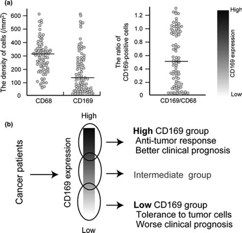 Possible Functions Of Cd169‐positive Sinus Macrophages In Lymph Nodes