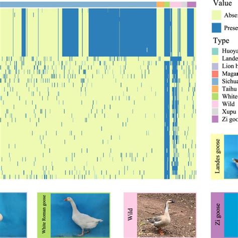 Gene PAV Analysis In The Goose Pan Genome The PAV Heatmap Of Shell