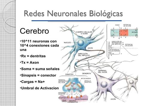 Ppt Redes Neuronales Artificiales Powerpoint Presentation Free