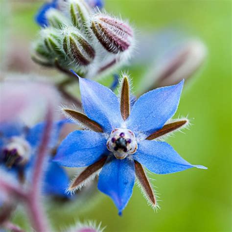 29 BEST Natural Insect Repellent Plants to Grow | Montana Happy