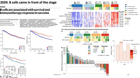 Shaping Of Anti Tumor Immunity In The Tumor Microenvironment Immunopaedia