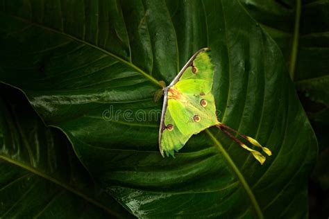 Actias Luna The Luna Moth Stock Image Image Of Atias 119194713