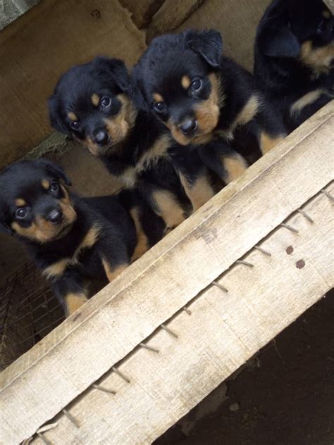 6weeks Old Both Sex Rottweiler Pups Available Pets Nigeria