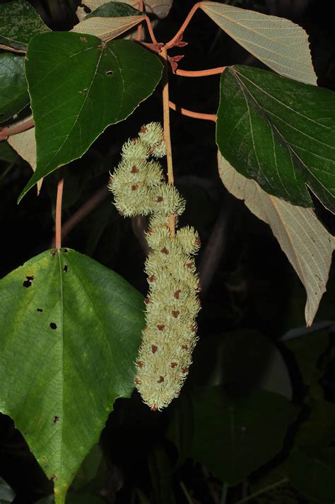 Mallotus Mollissimus Euphorbiaceae Image At Phytoimages Siu Edu