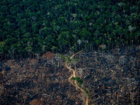 Br Sil D Forestation Record En Amazonie En Octobre Amazon