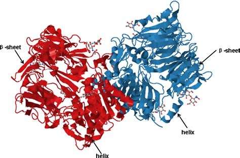 Cartoon architecture of the FAP α homodimer. The critical structure of ...