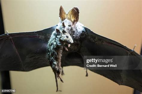 Fruit Eating Bats Photos and Premium High Res Pictures - Getty Images