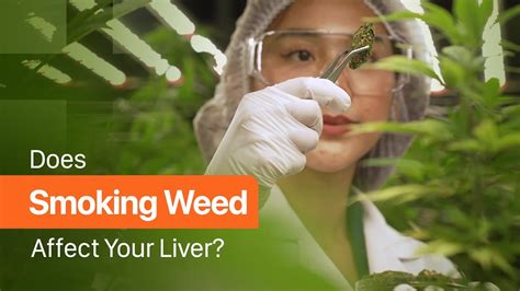 Does Smoking Weed Affect Your Liver Youtube