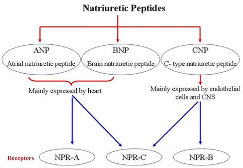 Figure From Natriuretic Peptides In Embryonic Stem Cell Derived