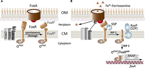 The Prc And Ctpa Proteases Modulate Cell Surface Signaling Activity And