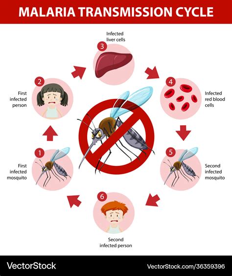 Malaria Transmission Cycle Information Infographic