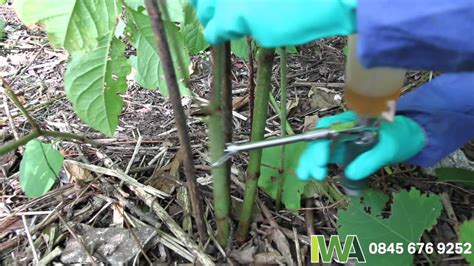 Stem Injection Of Japanese Knotweed Youtube