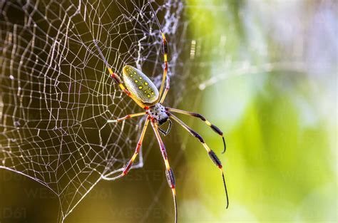 Nephila Clavipes Size