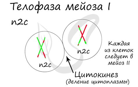 Митоз и мейоз, подготовка к ЕГЭ по биологии