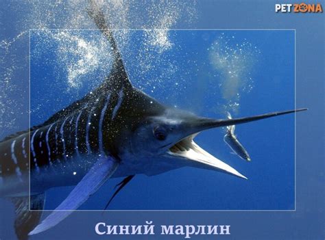 Синий марлин: один из крупнейших представителей морской фауны