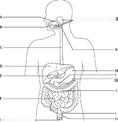 Anatomy Final Exam Digestive System Portion Diagram Quizlet