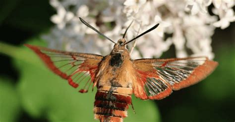 Wildly Successful The Hummingbird Clearwing Moth Greenwich Sentinel