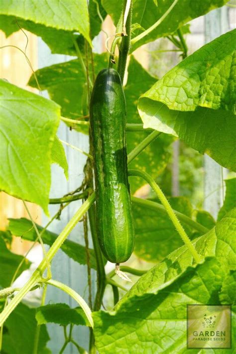 Plant Seeds Shop | F1 Apollo Cucumber Seeds - Plant & Growing Guide