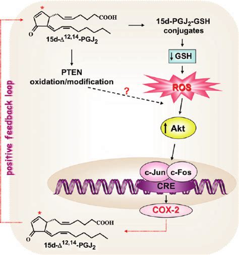 Schematic Representation Of D Pgj Induced Upregulation Of Cox