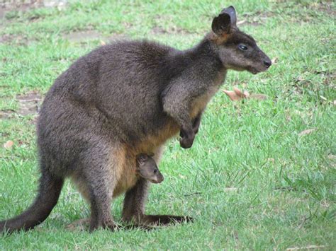 Swamp Wallaby With Joey Wildlife Lagoon Animals