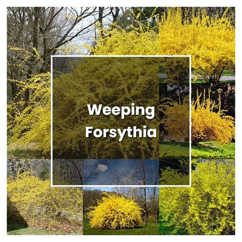 How To Grow Weeping Forsythia Plant Care Tips Norwichgardener