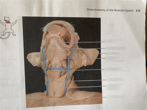 Bio Cat Face And Anterior Neck Muscles Diagram Quizlet