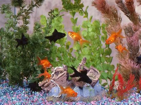 How Many Goldfish Per Gallon The Ultimate Guide To Goldfish Tank