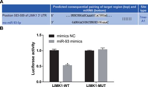 Limk Was Verified As A Direct Target Gene Of Mir A Online