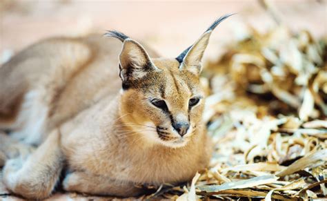 Fakta Unik Kucing Caracal Keistimewaan Kucing Asal Afrika