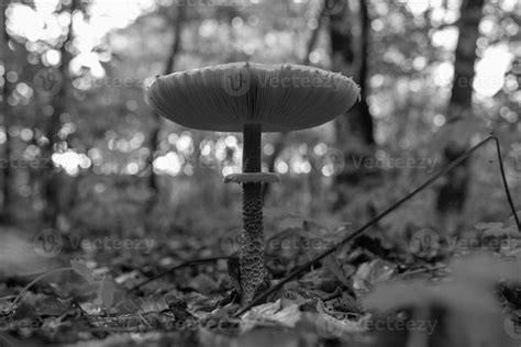 Photography To Theme Beautiful Mushroom Amanita Muscaria In Forest