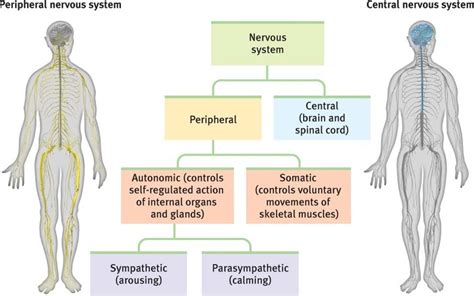 Nervous System